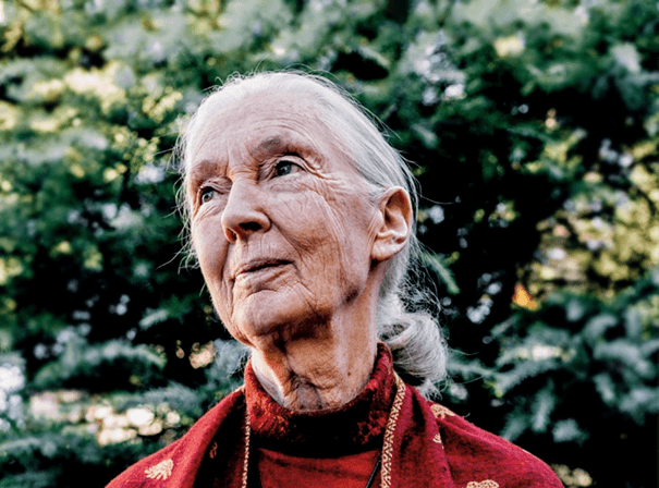 Jane Goodall MN2S